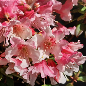 Rhododendron Wee Bee