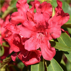 Rhododendron Wilgens Ruby