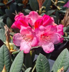 Rhododendron Wine and Roses