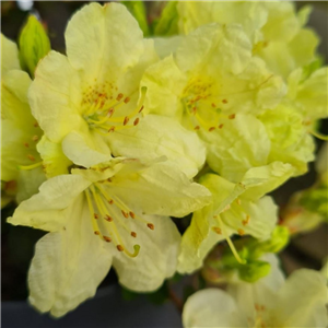 Rhododendron Wren