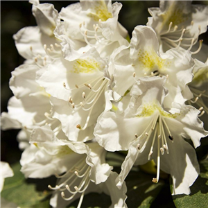 Rhododendron Porzellan