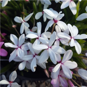 Rhodohypoxis baurii S G Botfield