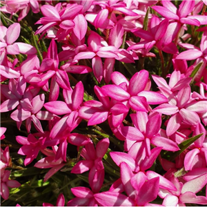 Rhodohypoxis Abigail