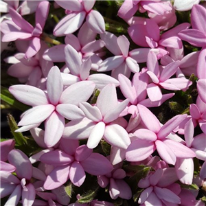 Rhodohypoxis Appleblossom