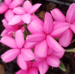 Rhodohypoxis Caroline