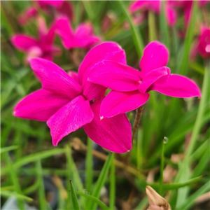 Rhodohypoxis Claudia