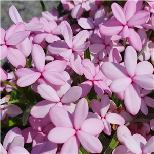 Rhodohypoxis Fred Broome