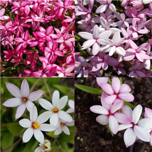 Rhodohypoxis pot full