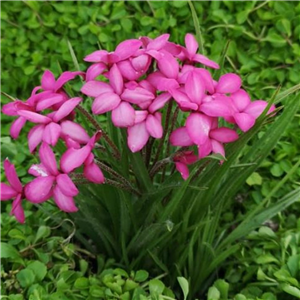 Rhodohypoxis Kitty