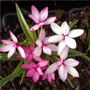 Rhodohypoxis Midori