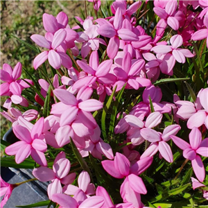 Rhodohypoxis milloides Giant Pink