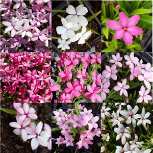 Rhodohypoxis Collection unlabelled collection 6 x9cm