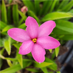 Rhodoxis Pink Blush