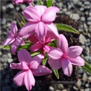 Rhodohypoxis Pinkeen