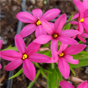 Rhodohypoxis Ruby Giant