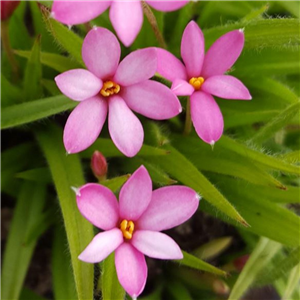 Rhodoxis Sue