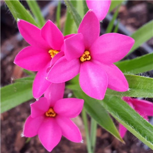 Rhodoxis Hebron Farm Cerise