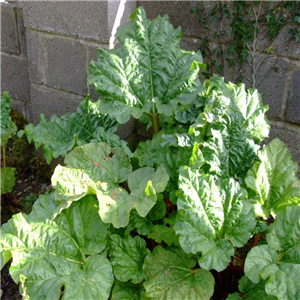 Rhubarb Timperley Early