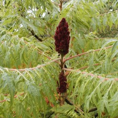 Rhus typhina Laciniata.