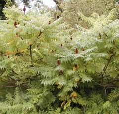 Rhus typhina Laciniata.