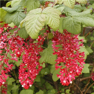 Ribes sanguineum King Edward