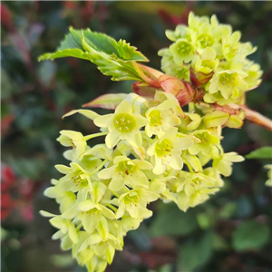 Ribes laurifolium