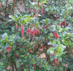 Ribes speciosa