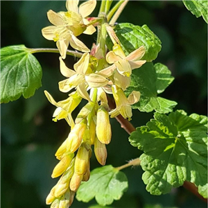 Ribes valdivianum