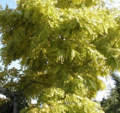 Robinia pseudoacacia Frisia