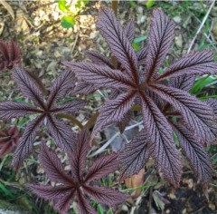 Rodgersia Bronze Peacock