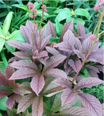 Rodgersia Bronze Peacock