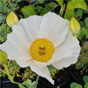 Romneya coulteri