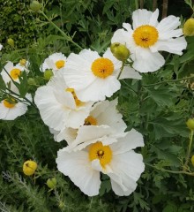 Romneya coulteri