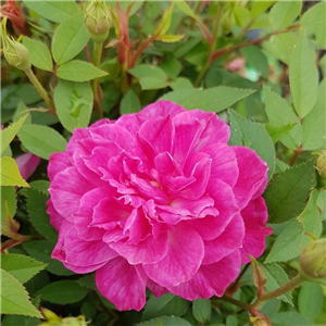 Rosa rouletii