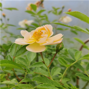 Rosa Sunny Siluetta