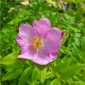 Rosa virginia