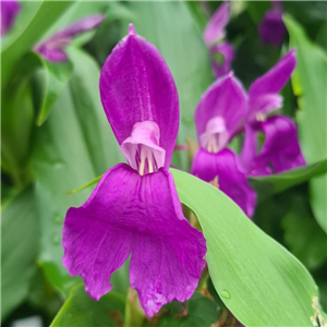 Roscoea auriculata Early Flowering