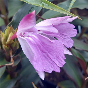 Roscoea purpurea bronze leaf/pale lavender flowers