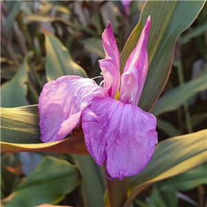 Roscoea purpurea Brown Peacock