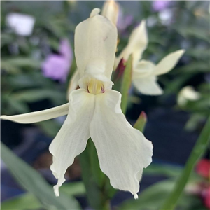 Roscoea cautleyoides Crûgs Late Lemon (BWJ7781)