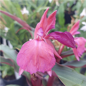 Roscoea dark leaf magenta