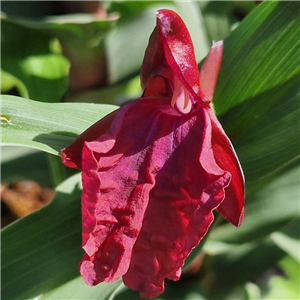 Roscoea from Forde Abbey deep red form