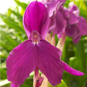 Roscoea Harvington Evening Star