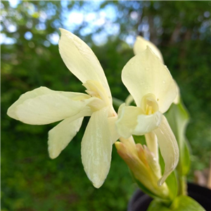 Roscoea humeana Lutea