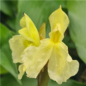 Roscoea cautleyoides Jade Dragon Snow Mountain