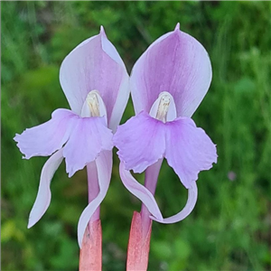 Roscoea Mcbeaths Pink