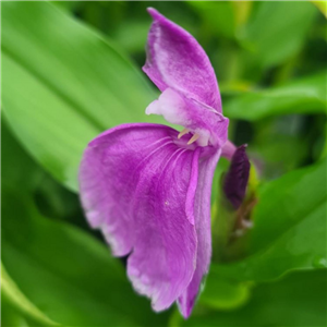 Roscoea auriculata x purpurea pale flowered form