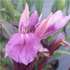 Roscoea purpurea No 1