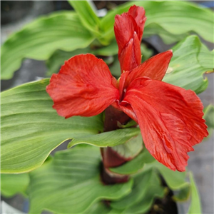 Roscoea purpurea No 2