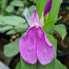 Roscoea purpurea var. gigantea